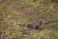 Grey squirrel on the ground feeding Royalty Free Stock Photo