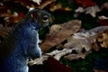 A grey squirrel on the ground Royalty Free Stock Photo