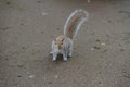 Grey Squirrel on the ground looking at camera Royalty Free Stock Photo