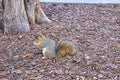 Grey Squirrel on ground with a nut in hands in San Jose Royalty Free Stock Photo