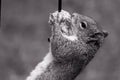 Grey Squirrel Hangs on Bird Feeder Royalty Free Stock Photo