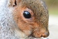 Grey squirrel head shot Royalty Free Stock Photo