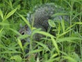 Grey squirrel hidden in the tall grass