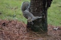 A Grey Squirrel holding an acorn, Marietta, Georgia, USA Royalty Free Stock Photo