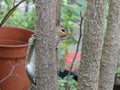 Grey squirrel peeps round a branch of a palm tree Royalty Free Stock Photo