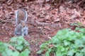 GREY SQUIRREL Royalty Free Stock Photo