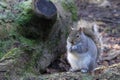 Grey squirrel in its winter coat.