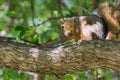 Grey squirrel lipping its feet on tree Royalty Free Stock Photo