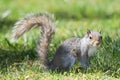 Grey squirrel looking at you Royalty Free Stock Photo