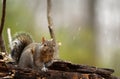 Grey squirrel Royalty Free Stock Photo