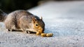 Grey Squirrel Lured by Groundnuts