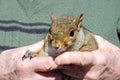 Grey squirrel in mans hands.