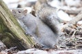 Grey squirrel and the mossy wood,