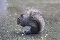 Grey Squirrel Munching Kernels of Corn