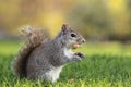 Grey squirrel Royalty Free Stock Photo