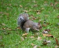 Grey squirrel with a nut in its mouth Royalty Free Stock Photo