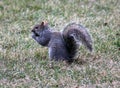 Grey squirrel with a nut on its mouth.