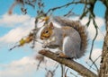 Grey Squirrel in an Oak Tree eating an acorn. Royalty Free Stock Photo