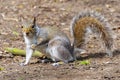 Grey Squirrel with one leg raised looking at the camera Royalty Free Stock Photo