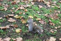 A grey squirrel in one of London parks Royalty Free Stock Photo