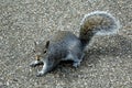 The grey squirrel Royalty Free Stock Photo