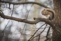Grey squirrel Royalty Free Stock Photo