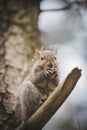 Grey squirrel Royalty Free Stock Photo