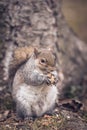 Grey squirrel Royalty Free Stock Photo