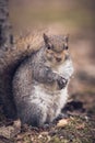 Grey squirrel Royalty Free Stock Photo