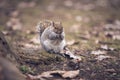 Grey squirrel Royalty Free Stock Photo