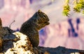 a squirrel standing on the edge of a cliff in Grand Canyo Royalty Free Stock Photo