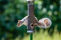 A grey squirrel eating seeds from a bird feeder, in a Sussex garden Royalty Free Stock Photo