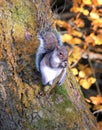 Grey squirrel perched on a branch on a tree trunk in autumn wood Royalty Free Stock Photo
