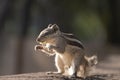 a little squirrel eating a snack on the sand of a beach Royalty Free Stock Photo