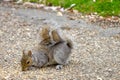 Grey squirrel Royalty Free Stock Photo