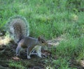 Up-close Still, Posed Squirrel