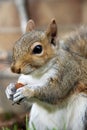 Grey squirrel poses during his lunch to be photographed