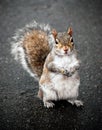 Grey Squirrel with Red Fur On Pavement