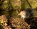 Gray squirrel resting on a mossy log on ground, Spring Autumn season. Blurred green background