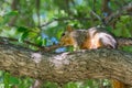 Grey squirrel resting on tree Royalty Free Stock Photo