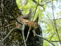 Grey Squirrel Resting in a Tree in Sunlight Royalty Free Stock Photo