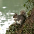 Grey squirrel by a river Royalty Free Stock Photo