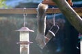 Grey squirrel robbing a bird feeder