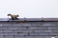 Grey squirrel on roof Royalty Free Stock Photo