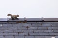 Grey squirrel on roof