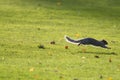 Grey Squirrel running across a grass clearing