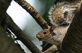 A Grey Squirrel, Scirius carolinensis, high up in a tree with food in its mouth. Royalty Free Stock Photo