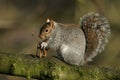 A cute Grey Squirrel, Scirius carolinensis, sitting in a Sycamore tree, eating its seeds in winter. Royalty Free Stock Photo