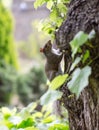 Grey squirrel, Sciuridae, on tree trunk poses to portrait photography