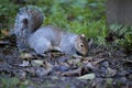 Grey Squirrel (Sciurus carolinensis)